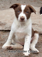 Puppy no 1, Ben x Pru litter, Red and white female border collie